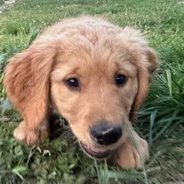 Purple girl - Golden female Golden Retriever puppy in Rockwell, North Carolina from KnL Golden Acres
