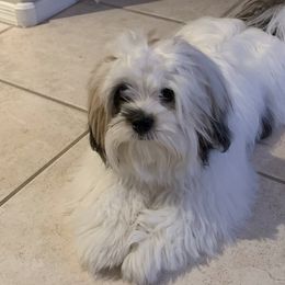 Lhasa Apsos from Bella Donna Lhasa Apso's
