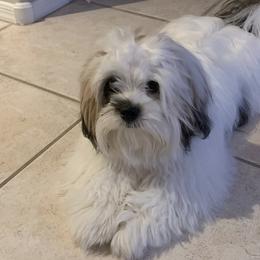 Lhasa Apsos from Bella Donna Lhasa Apso's