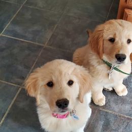 Golden Retriever Puppies from Honey Goldens