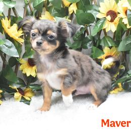 Maverick - Merle male Chihuahua puppy in Demorest, Georgia from Sourpatch Chihuahuas