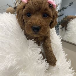 Female 1 - Red  female Poodle puppy in San Benito, Texas from Irene's Toy Poodles