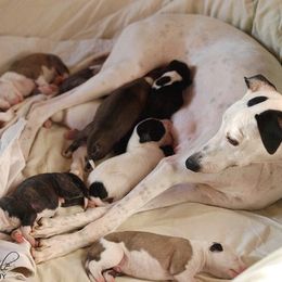 Whippet Puppies from Aperture Whippets