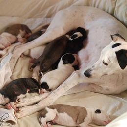 Whippet Puppies from Aperture Whippets