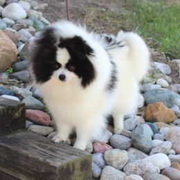 Tabitha - Pomeranian