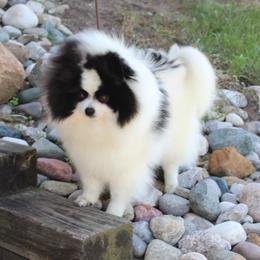 Tabitha - Pomeranian
