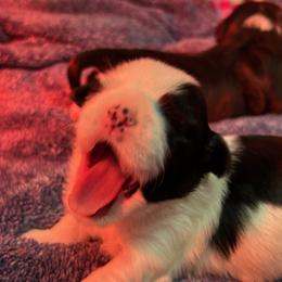 Havanese from Nevin Keeney