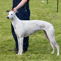Bonnie - Greyhound