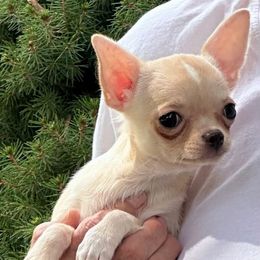Faith - Cream female Chihuahua puppy in Allentown, Pennsylvania from Tsunami Cockers & Chihuahuas