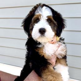 Bernedoodle, Cavapoo, and Goldendoodle Puppies from Blackberry Farm Puppies