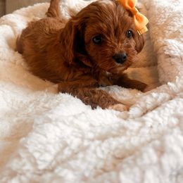 Autumn - Red Cavapoo puppy in Tolleson, Arizona from Pixie Dust Cavaliers
