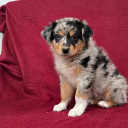 Belle - Blue merle female Australian Shepherd puppy in Collinston, Utah from Corbridge Aussies