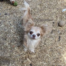 Sophie - Chihuahua