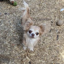 Sophie - Chihuahua