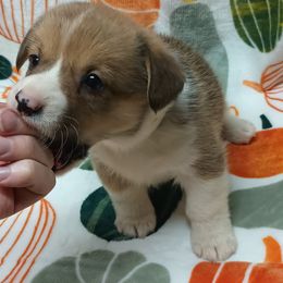 Pembroke Welsh Corgi Puppies from Episode Corgis