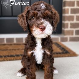 Fennec - Phantom male Goldendoodle puppy in Van Alstyne, Texas from Forest Haven Doodle Co.