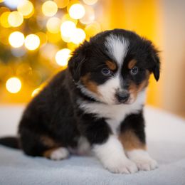 Badger - full tail - Black tri male Miniature American Shepherd puppy in Niles, Michigan from Impression Dogs