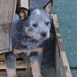 Chipotle - Blue speckled female Australian Cattle Dog puppy in China Grove, North Carolina from Indigojos Australian Cattle Dogs