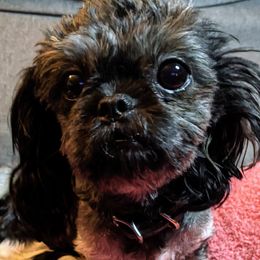 Paris - Shih Tzu