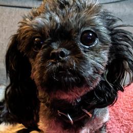 Paris - Shih Tzu