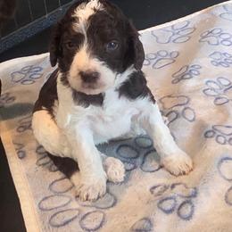 Destiny -yellow collar - Brown and white female Bernedoodle puppy in Aurora, Colorado from Simply Amazing Doodles