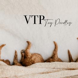 Poodles from Vegas Toy Poodles