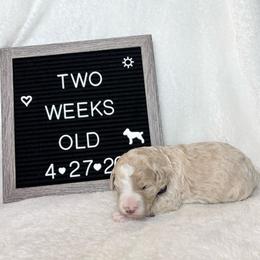 Squirt - Yellow and white female Bernedoodle puppy in Sparrows Point, Maryland from Rosie’s Puppies