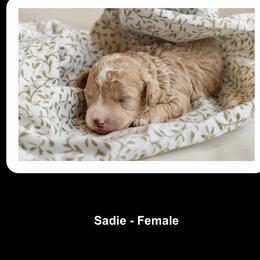 Sadie - Apricot female Poodle puppy in Rochester, New York from Mellies Miniature Poodles