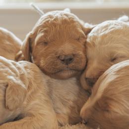 Goldendoodle Puppies from J + A Family Doodles