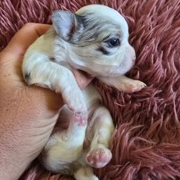 Mia - Merle female Chihuahua puppy in Amity, Pennsylvania from Baxters Chihuahuas