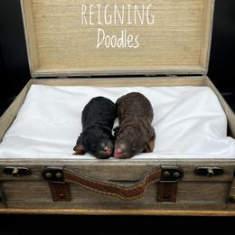 Aussiedoodle puppies from Reigning Doodles