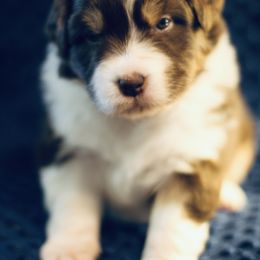 Australian Shepherd Puppies from Cloverdale Australian Shepherds