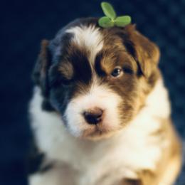 Australian Shepherd Puppies from Cloverdale Australian Shepherds