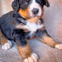 Bernedoodle, Bernese Mountain Dog, and Siberian Husky Puppies from Timberline Paws