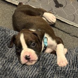 Kizzie - Brindle female Boxer puppy in Ocala, Florida from Bowers Boxers