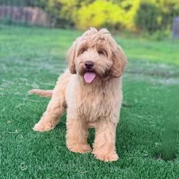 Dolly - Caramel female Australian Labradoodle puppy in Hartshorne, Oklahoma from Jena Edmond
