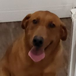 Elle - Labrador Retriever