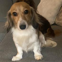 River - Dachshund