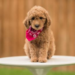Poodle Puppies from Cityscape Moyen Poodles