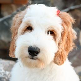Mia - Australian Labradoodle