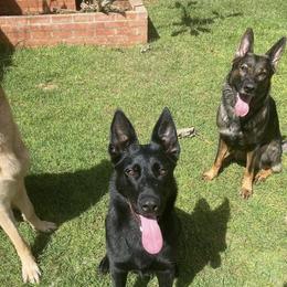 German Shepherds from Island Shepherds