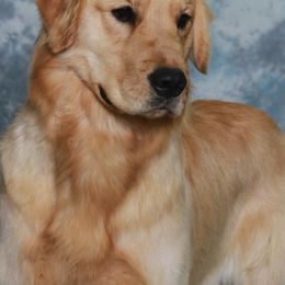 Golden Retriever All Grown Up from Suthern Gold Golden Retrievers