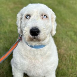 Jax - Old English Sheepdog