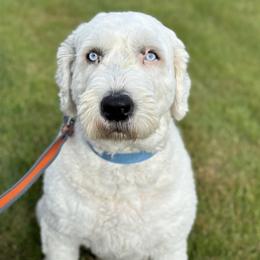 Jax - Old English Sheepdog