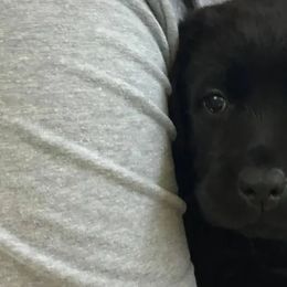 Labrador Retriever Puppies from Diane Villa
