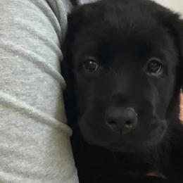 Labrador Retriever Puppies from Diane Villa