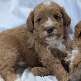 Cory - Apricot male Cavapoo puppy in Coshocton, Ohio from Forever Family Puppies