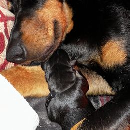 Beauceron Puppies from Shepherd's Heart Beaucerons