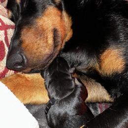 Beauceron Puppies from Shepherd's Heart Beaucerons