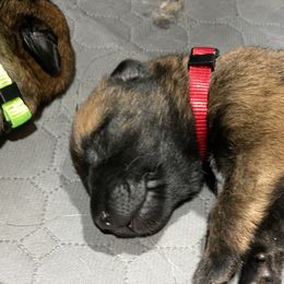 Belgian Malinois and German Shepherd Puppies from Madhouse’s Belgian Malinois and German Shepherds